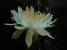 DSC08973