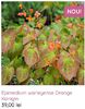 Epimedium warleyense Orange Konigin