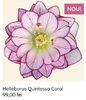 Helleborus Quintessa Coral
