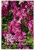 Clematis Abundance
