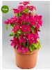 Clematis Daiyu