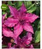 Clematis Luiza
