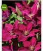Clematis Ansley