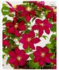 Clematis Alita
