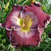 All Things Made New - Emmerich 2020 - SE - bloomed