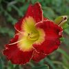 Aunt Patsy - Pierce 2019 - SE - bloomed