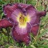 Let Justice Roll Down - Emmerich 2021 - SE - bloomed