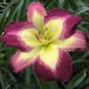Cool Crystals - Pierce 2019 - E bloomed