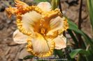 Kindling the Flame - Grace 2010 - E - bloomed