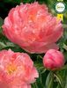 Pink Hawaiian Coral