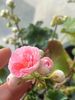 51FFCA04-7CF7-47AE-8114-A3D87C43438F