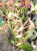 Img.2023.02.16-Brassia Toscane