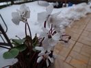 cyclamen coum Albissimum