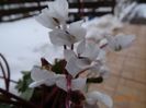 cyclamen coum Albissimum