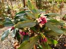 Daphne odora aureomarginata