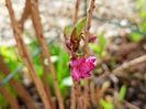 Daphne mezereum rubra