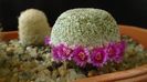 Mammillaria huitzilopochtli