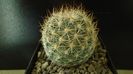 Pediocactus simpsonii, AM330, Box Elder Co., Utah