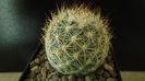 Pediocactus simpsonii, AM330, Box Elder Co., Utah