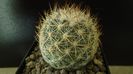 Pediocactus simpsonii, AM330, Box Elder Co., Utah