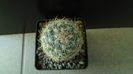Pediocactus simpsonii, AM330, Box Elder Co., Utah