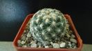 Pediocactus simpsonii fa. muehlii, FH 63.1.4, Stateline area Nevada/Utah
