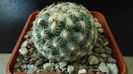 Pediocactus simpsonii fa. muehlii, FH 63.1.4, Stateline area Nevada/Utah
