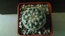 Pediocactus simpsonii fa. muehlii, FH 63.1.4, Stateline area Nevada/Utah