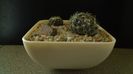 Escobaria missouriensis & Escobaria missouriensis v. caespitosa (-25C - -35C)