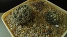 Escobaria missouriensis & Escobaria missouriensis v. caespitosa (-25C - -35C)