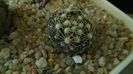 Escobaria missouriensis (-25C - -35C)