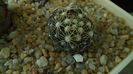 Escobaria missouriensis (-25C - -35C)