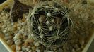 Escobaria missouriensis caespitosa (-25C - -35C)