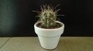 Sclerocactus parviflorus (altoit), SB599, Queretaro, Mx.