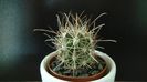 Sclerocactus parviflorus (altoit), SB599, Queretaro, Mx.