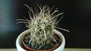 Sclerocactus parviflorus (altoit), SB599, Queretaro, Mx.