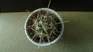 Sclerocactus parviflorus (altoit), SB599, Queretaro, Mx.