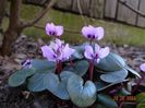cyclamen coum Pink