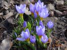 crocus Firefly