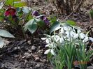 galanthus nivalis