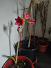 hippeastrum amaryllis