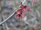 hamamelis Birgit