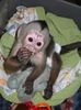 capuchin-monkey-for-sale