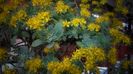 Sedum compressum