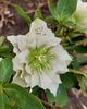 2 03,helleborus double ellen white spotted