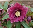 Helleborus Double Ellen Red