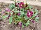 Helleborus Double Ellen Red