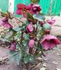 helleborus Ice N Roses Red