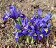 iris reticulata harmony