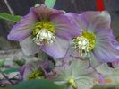 seedling